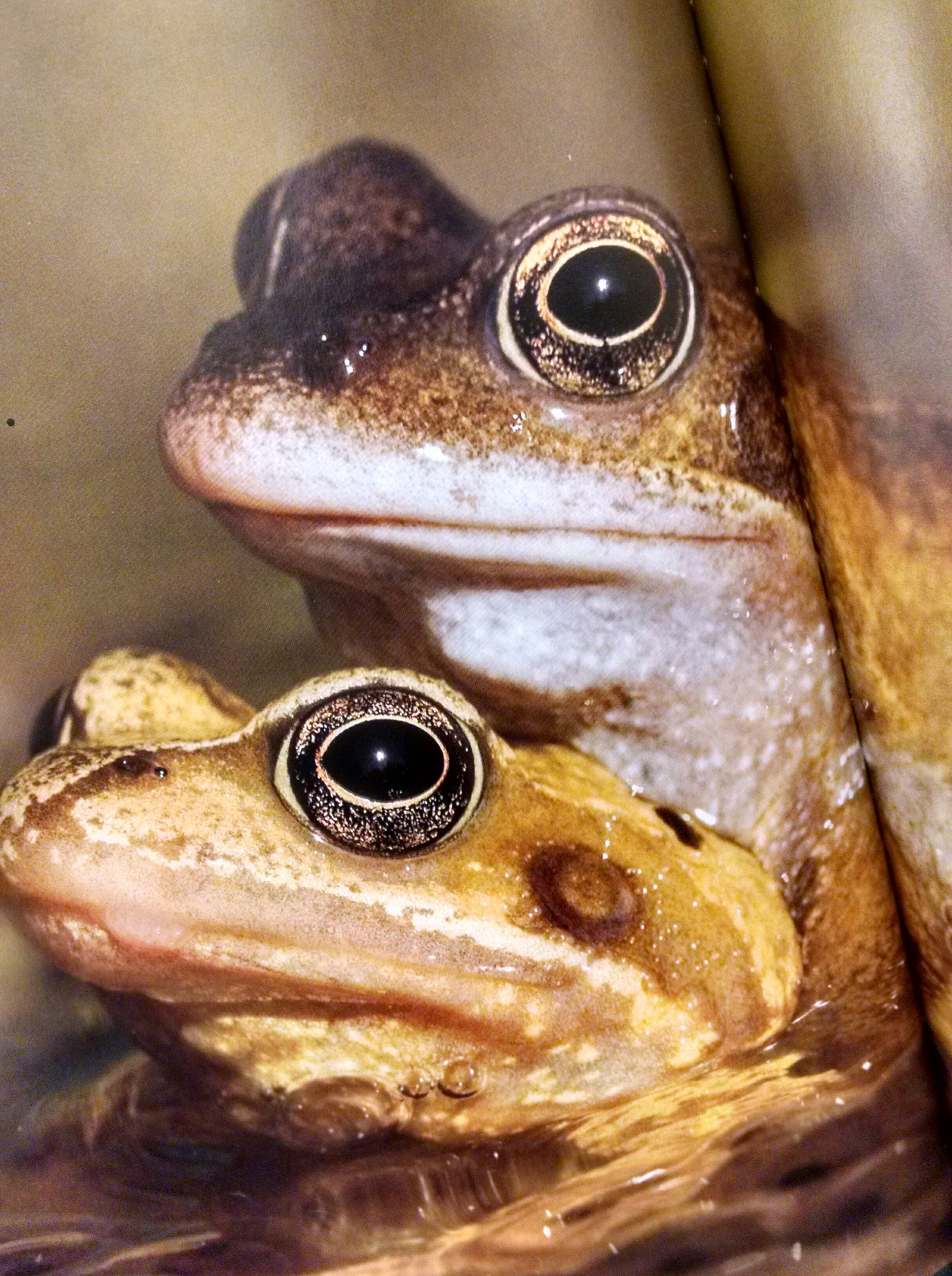 Photo from Tadpole to Frog book